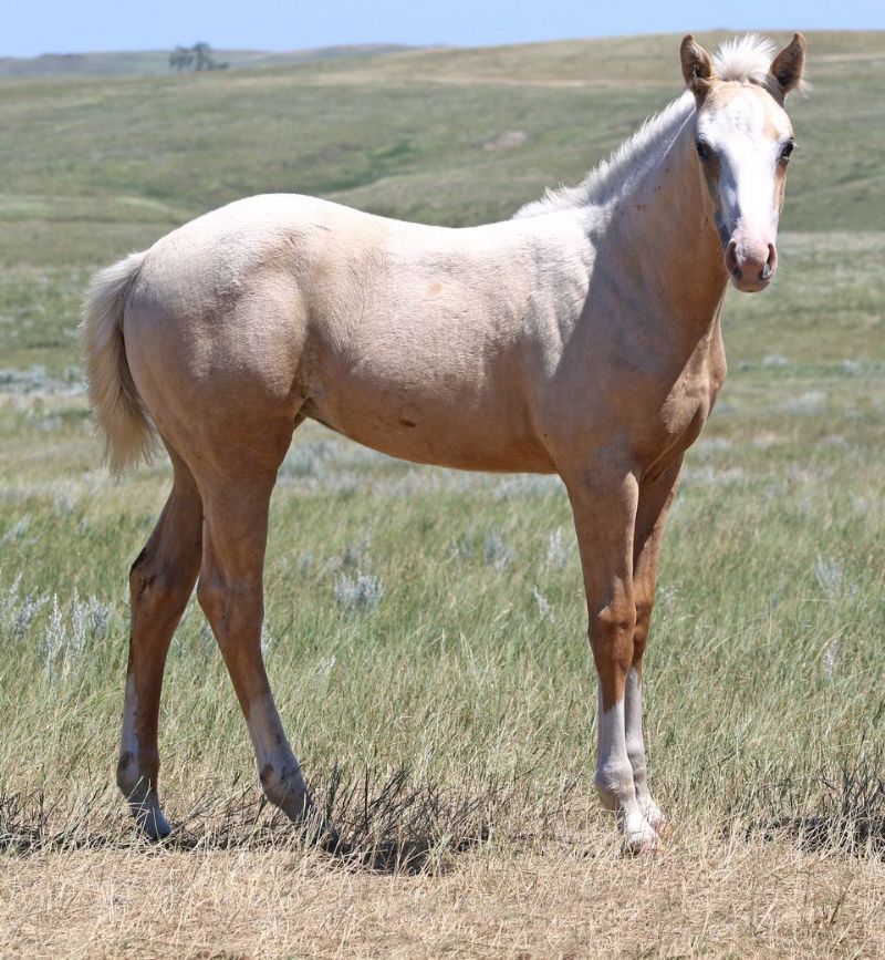 046 - Sapphire Colonel filly